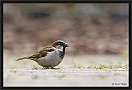 huismus _MG_0011